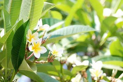 ラオスの夕暮れ
