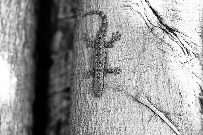 ビエンチャンの街