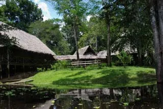 アマゾンの巨木