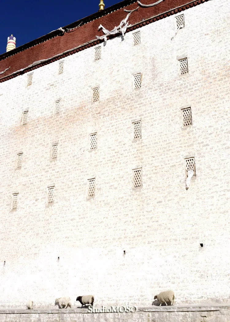 チベットのヒツジ