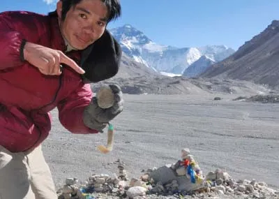 アンモナイトの化石